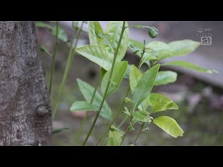 透着、湿了、掉落！穿着衣服的巨乳姐姐的柔软J罩杯无意识诱惑5种情境 篠真有 SONE-678