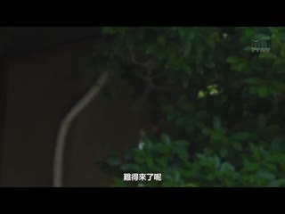 夏日结束的流汗中出性交 成为人妻的表姊无防备妩媚让人无法压抑理性…。 希岛爱理 IPX-972