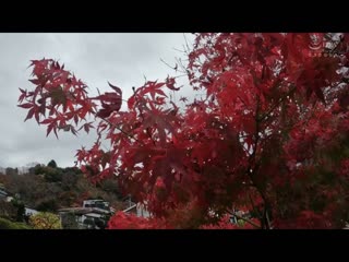 汤烟频道【温泉女子】丰满女子在浴场即尺口交舔干净精子全部吞尽是个好温泉上传本篇摄影内容之外的事故影片 有加里乃乃花 YMDD-321