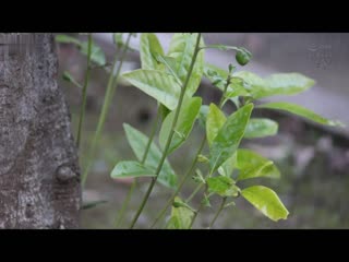 出差处集中豪雨 在讨厌上司面前喝醉酒…突然被要求同房 直到天亮都唾液浓厚交络流汗中出絶伦性交贪合。 都月琉衣纱 DASS-340
