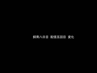 部活女子监禁宠物调教 光 虽然我被当成M女了… 皆月光 MADV-550