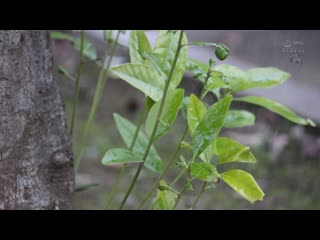 出张处集中豪雨 讨厌的上司面前喝醉…突然同房一夜未眠 即使天亮了，唾液交络着汗水猛幹中出高潮性爱 逢泽美优 DASS-562