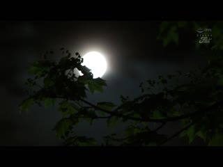 读书集训时被说着关西腔的可爱老师玩弄我处男之身偷偷高潮的夏日回忆 桃园怜奈 JUFE-525