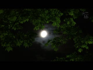 我最喜欢的姊姊在10日后、坏到无法再修復了。 代替我超M过头被超S絶伦极道的粗大肉棒搞到马上堕落的隐藏变态大姊 弥生美月 MVSD-584