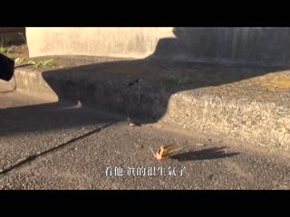 五字头的性生活 无论多大年纪都想被抱...中高年女性的性慾 4个5字头女性的中出性交记录 NASK-063