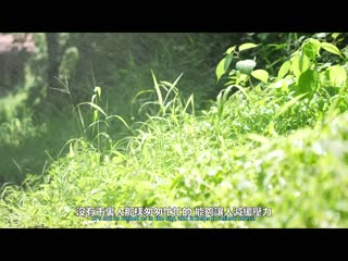 在什么都没有的乡下、只能与青梅竹马汗流浃背浓厚做爱的毎日。 case.02 铃村爱理 ABW-290