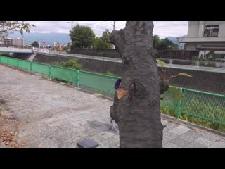 与喜欢我的妈妈、以及班上最漂亮的朋友妈妈去三天两夜混浴温泉旅行 波多野结衣/吉井美希 GVH-165