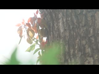 『无法忘掉学生时期的性骚扰…。』结婚第2年的主妇睽违十几年想被侵犯与打工的超商絶伦前辈见面。 纱仓真菜 STARS-900
