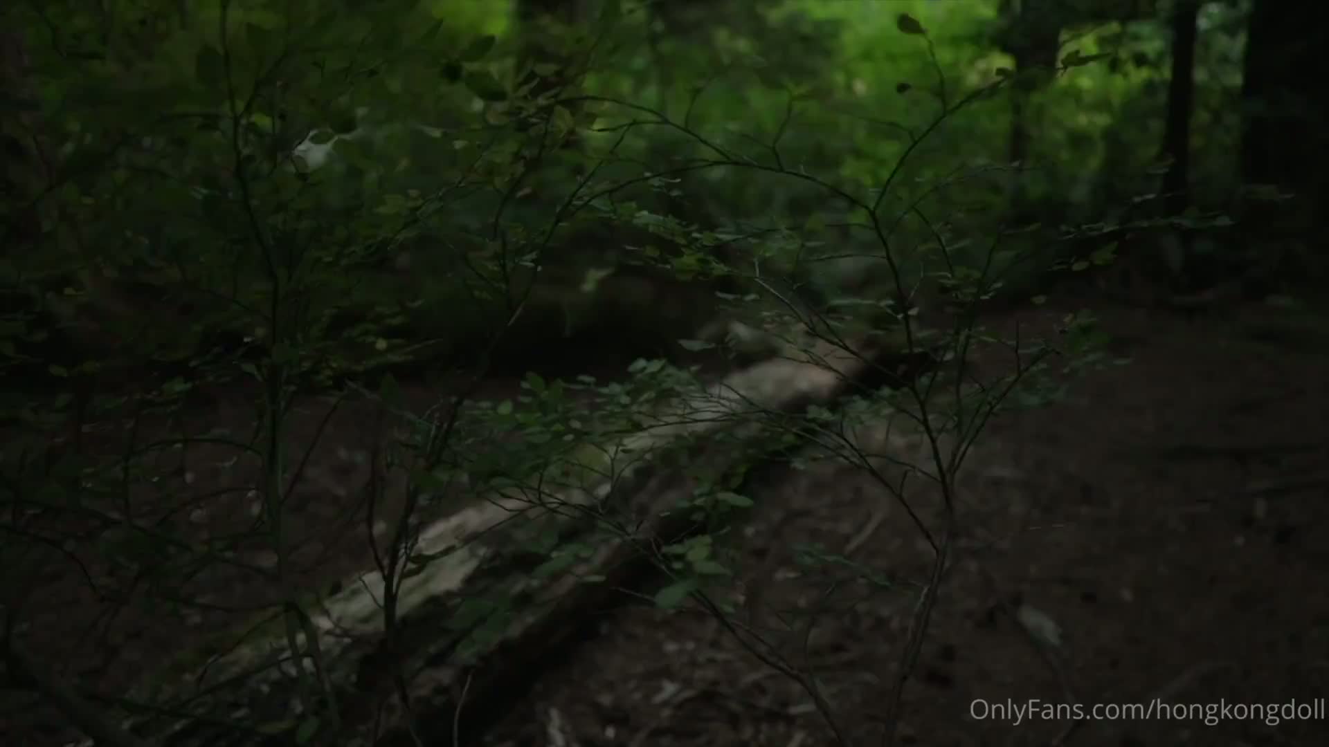 No. 020 森林-森林 第一集 相遇